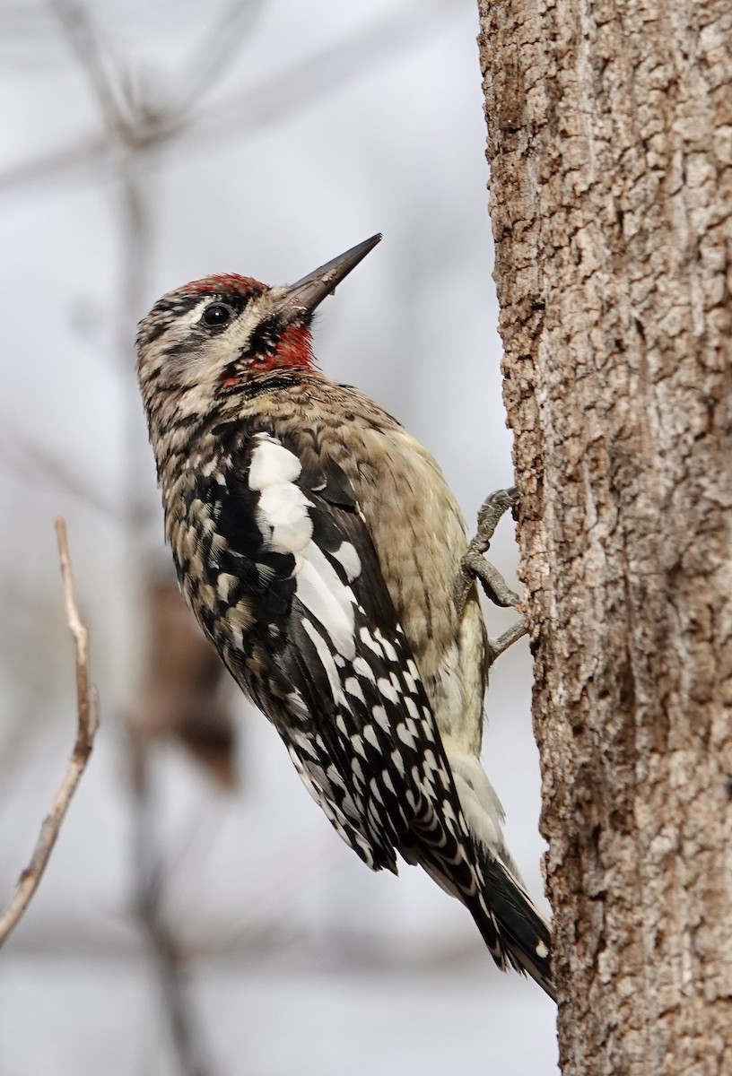 Gelbbauch-Saftlecker - ML645603733