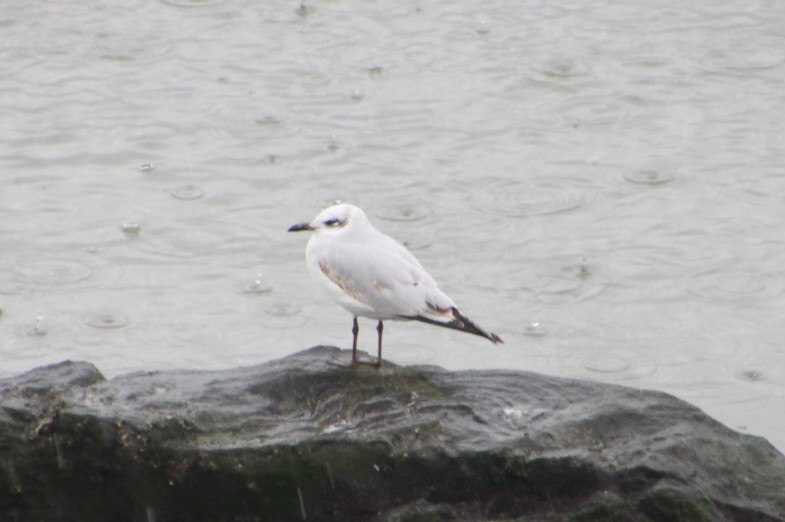 Mediterranean Gull - ML645603738