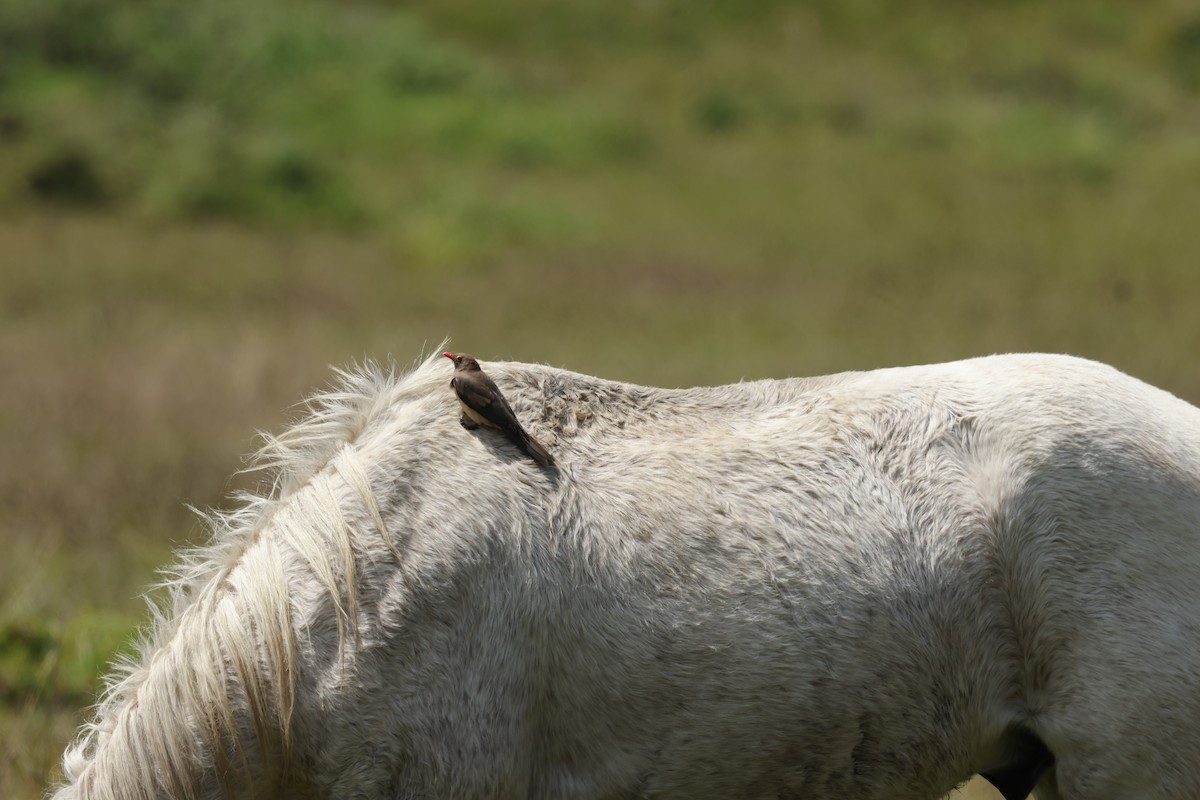 Red-billed Oxpecker - ML645603744
