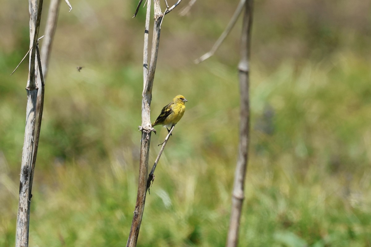 Yellow-crowned Canary - ML645603754