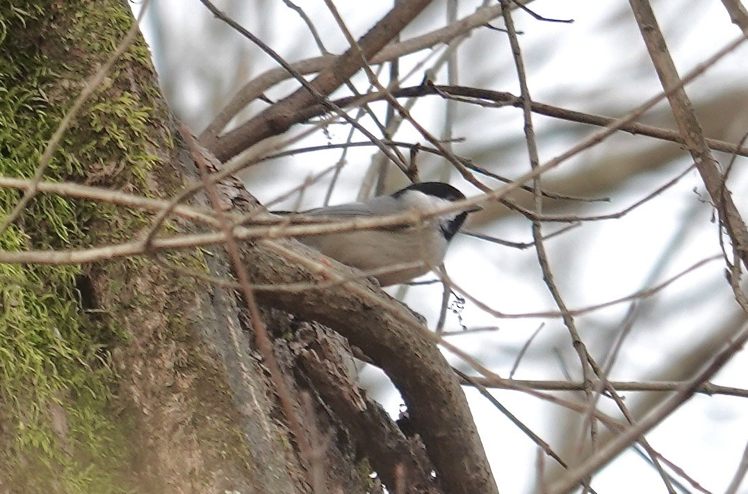 Каролинская гаичка - ML645603755