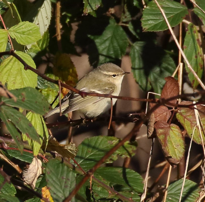 Hume's Warbler - ML645603766
