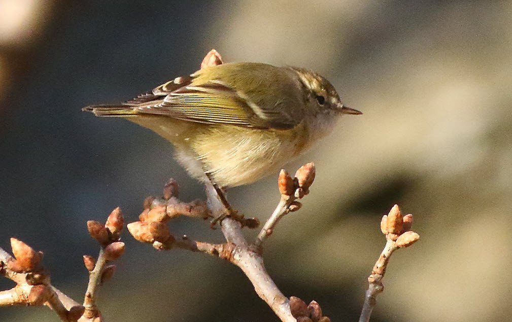 Hume's Warbler - ML645603767