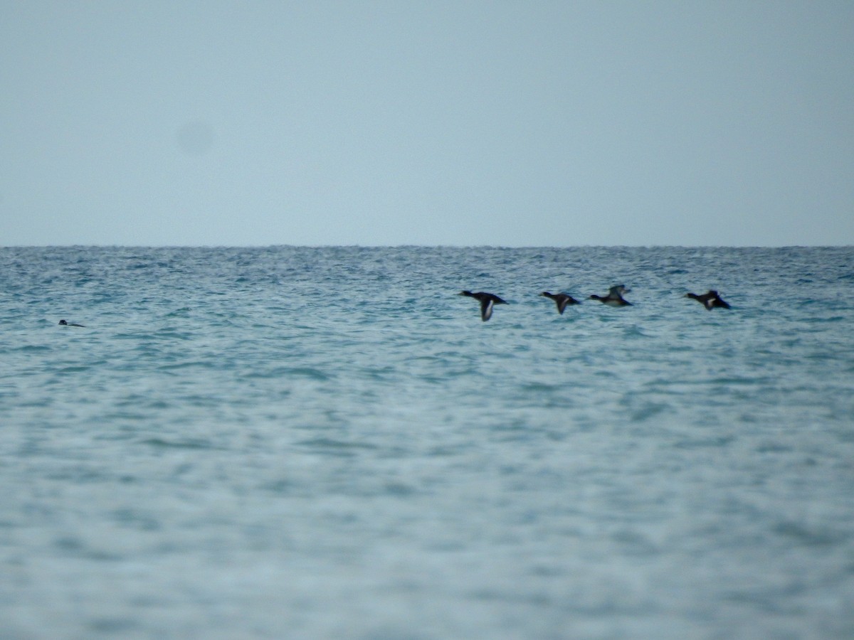 White-winged Scoter - ML645603768