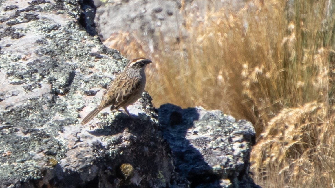 Striped Sparrow - ML645603770