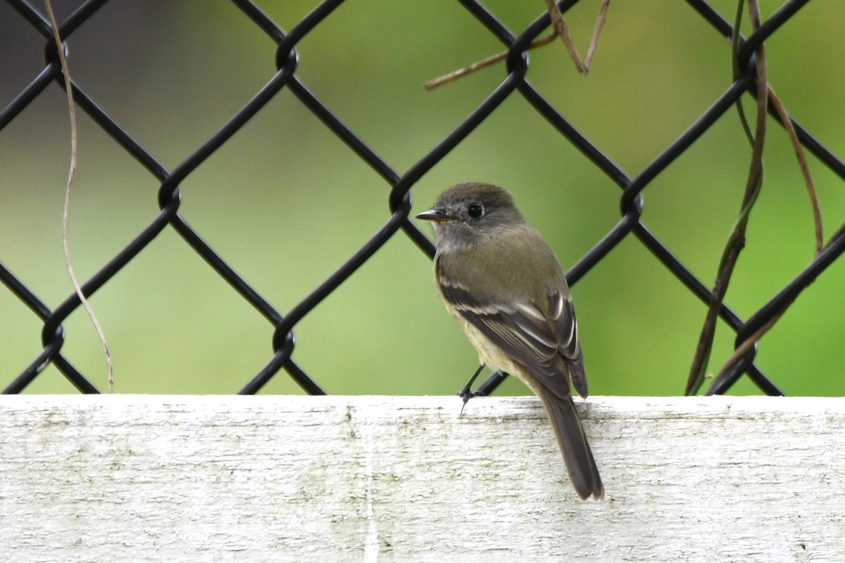Hammond's Flycatcher - ML645603772