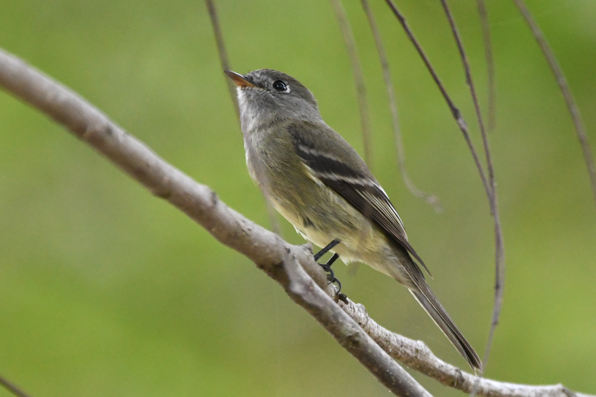 Hammond's Flycatcher - ML645603773