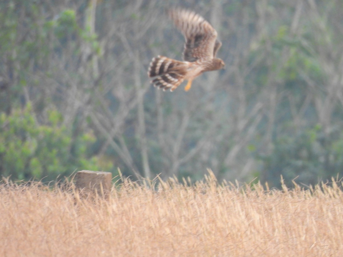 Mirotz urdina - ML645603774