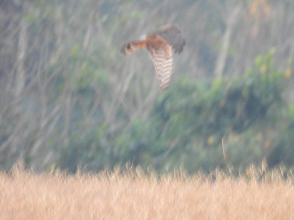 Mirotz urdina - ML645603775