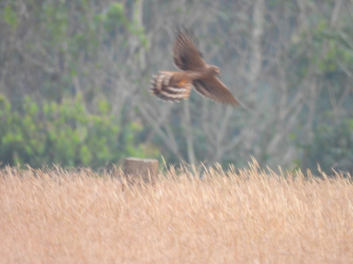 Mirotz urdina - ML645603776