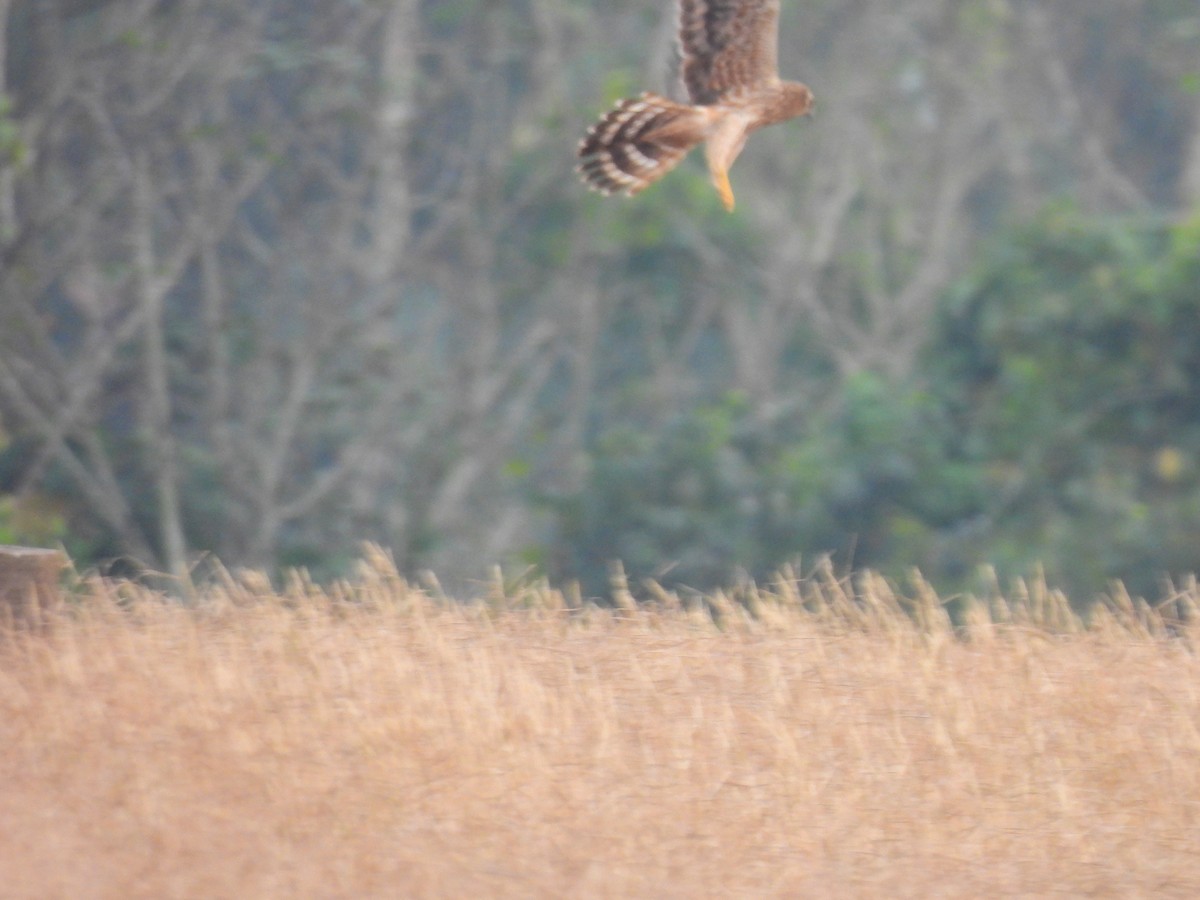 Mirotz urdina - ML645603777