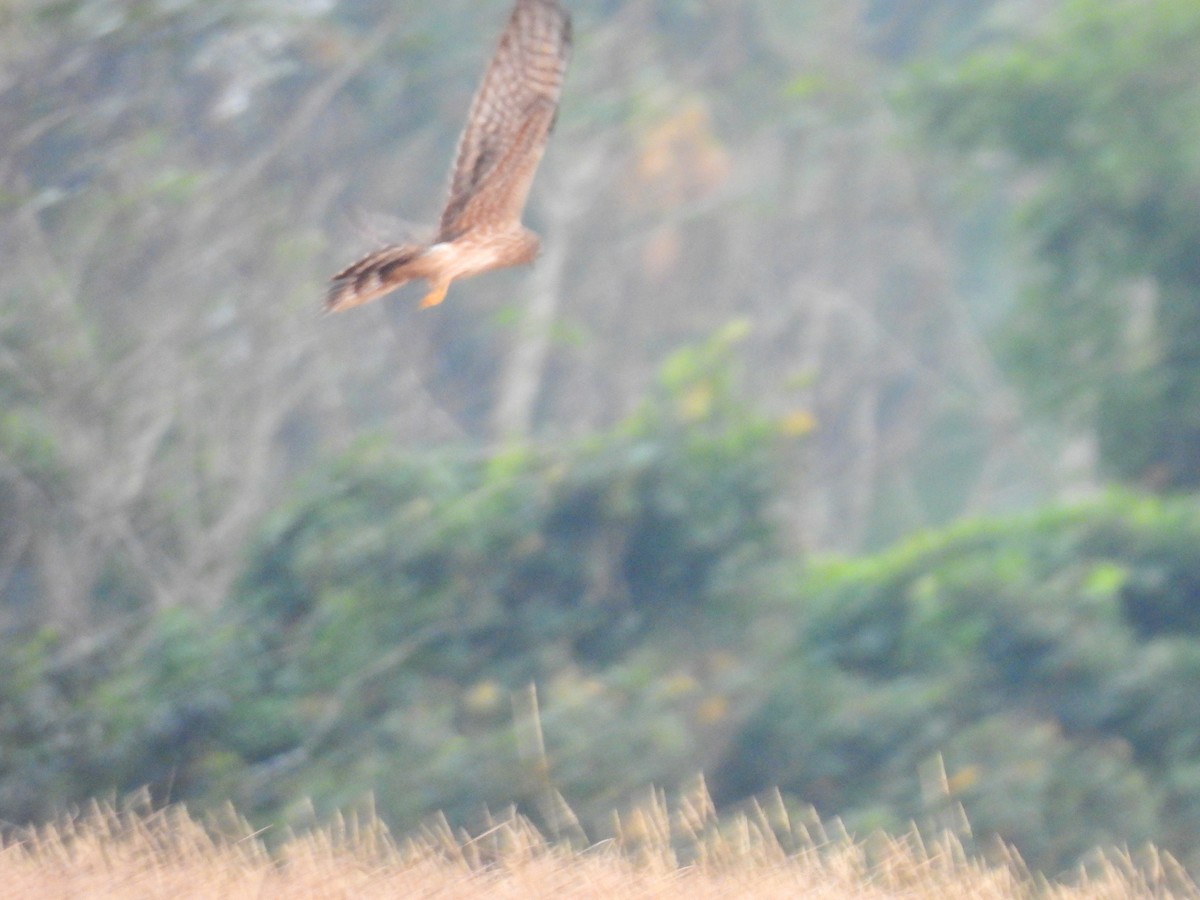 Mirotz urdina - ML645603778