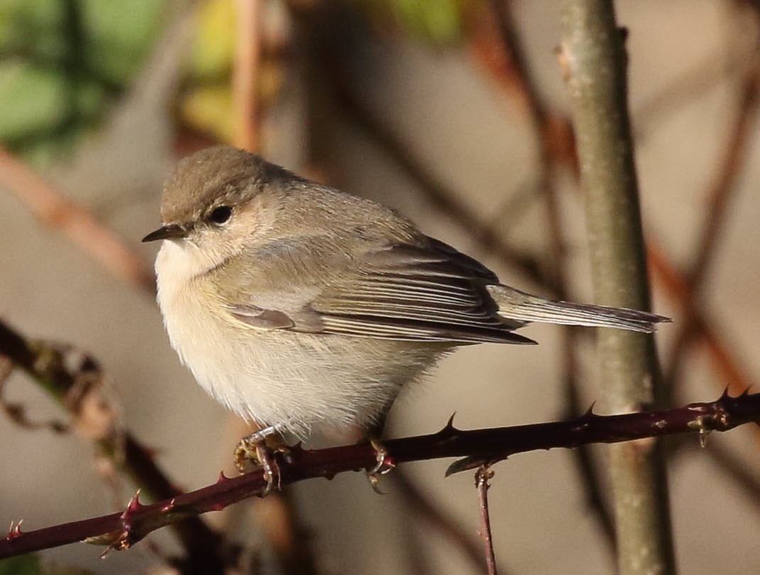 Common Chiffchaff (Siberian) - ML645603789