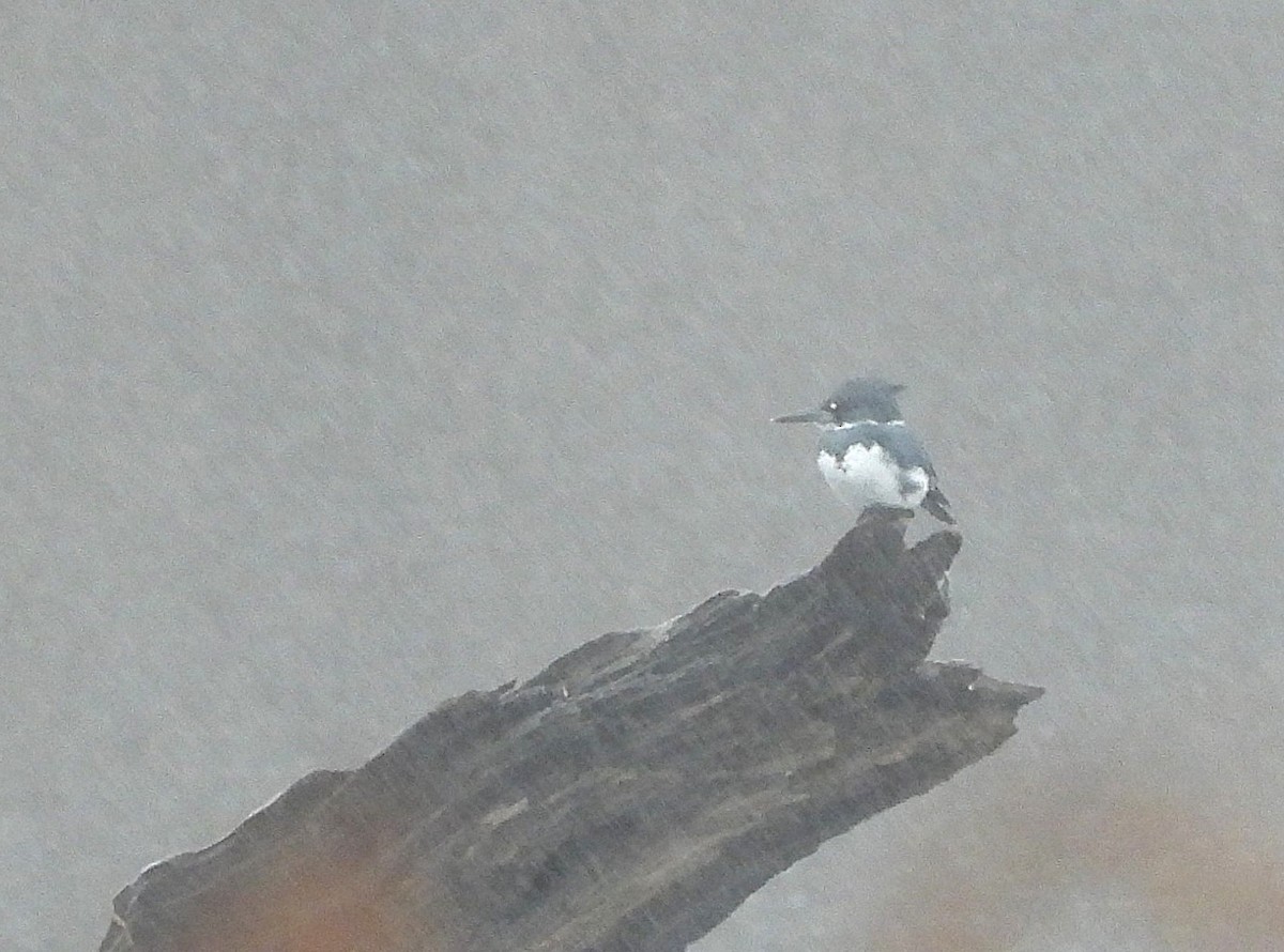 Belted Kingfisher - ML645603792