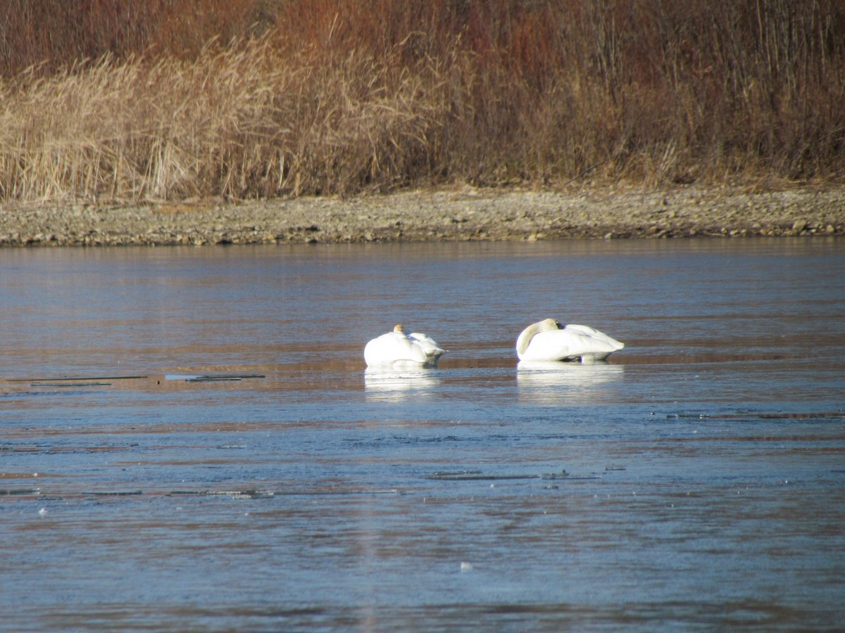 Trumpeter Swan - ML645603808