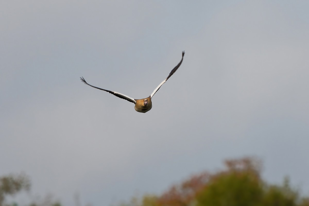 Egyptian Goose - ML645603810