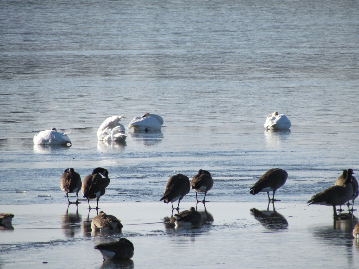 Trumpeter Swan - ML645603811