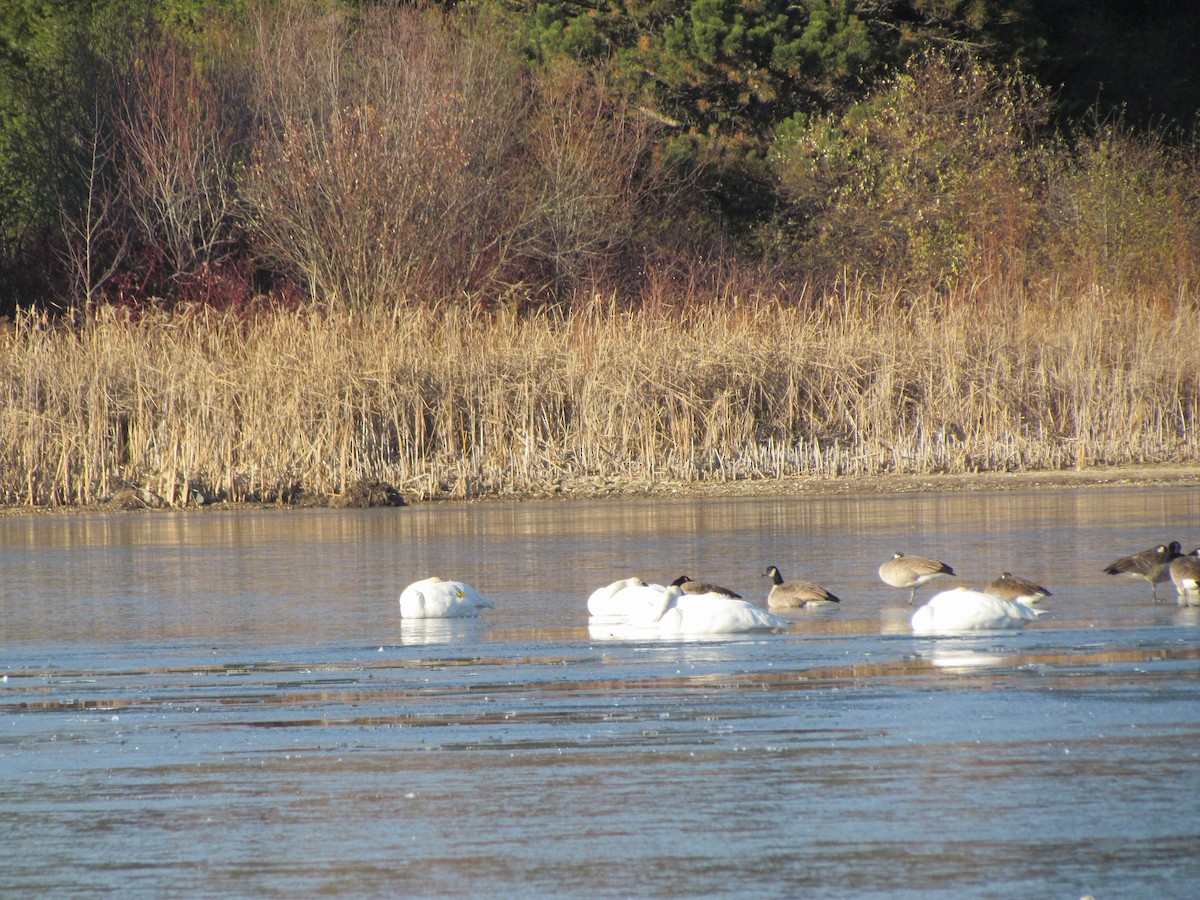Trumpeter Swan - ML645603812