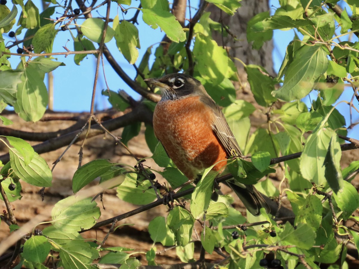 American Robin - ML645603813