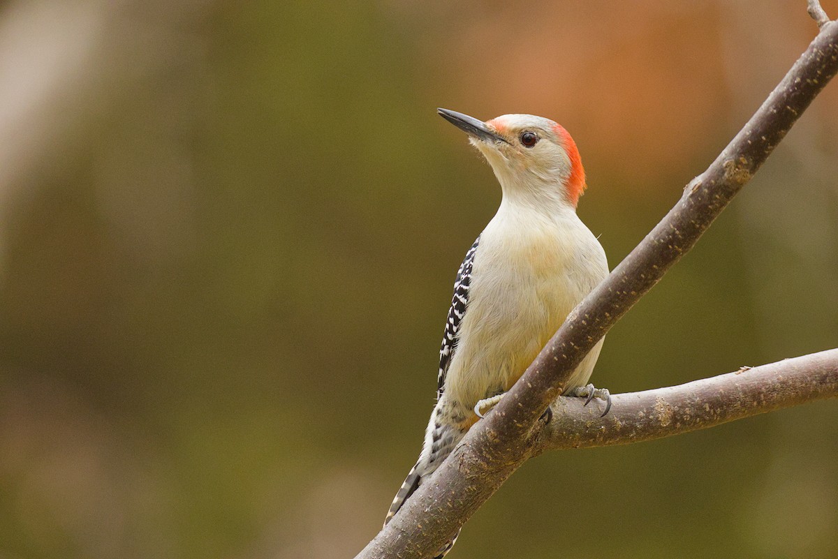 Red-bellied Woodpecker - ML645603814
