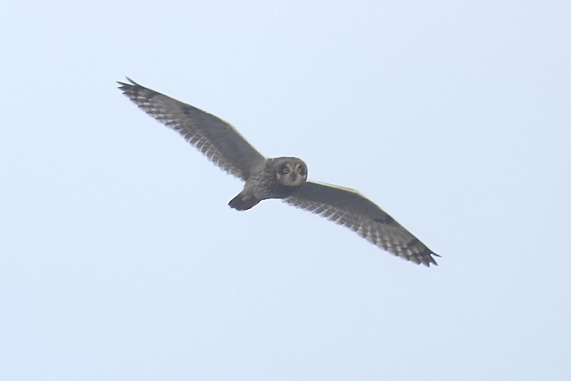 Short-eared Owl - ML645603815