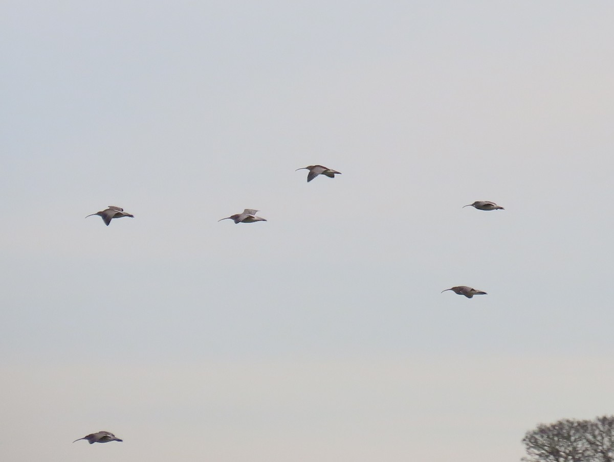 Eurasian Curlew - ML645603817