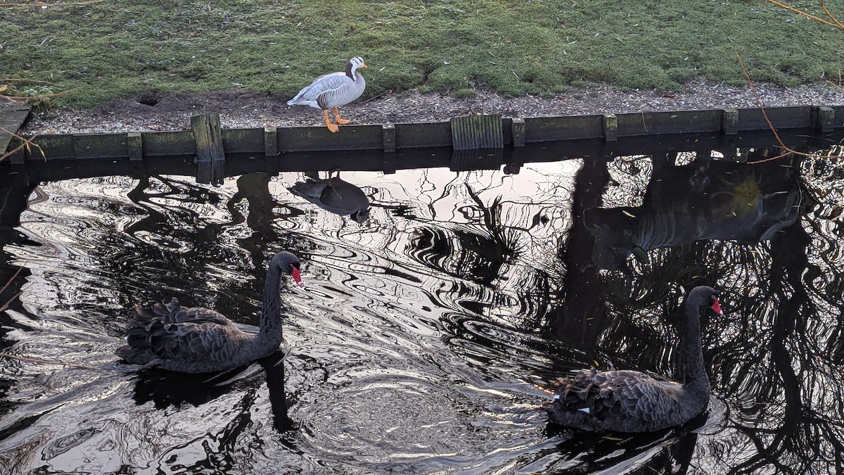 Bar-headed Goose - ML645603819