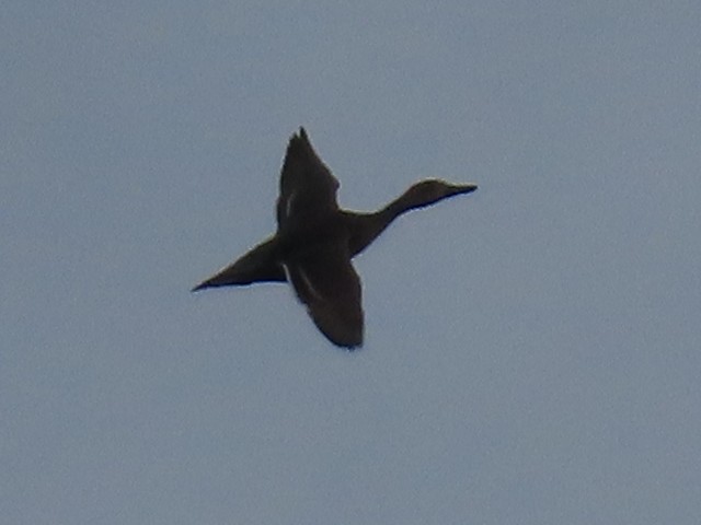Northern Pintail - ML645603821