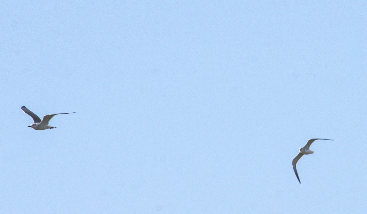 Laughing Gull - ML645603822