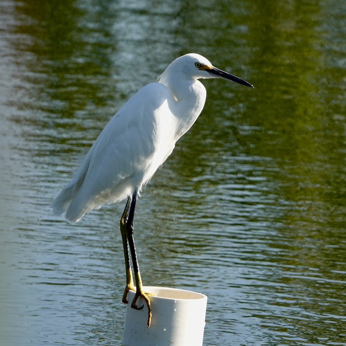 Snowy Egret - ML645603823