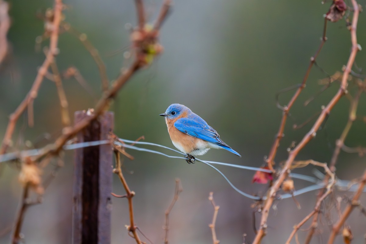 Eastern Bluebird - ML645603824