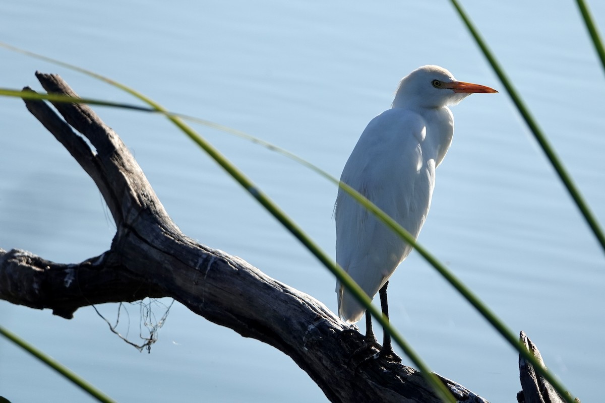 Western Cattle-Egret - ML645603825
