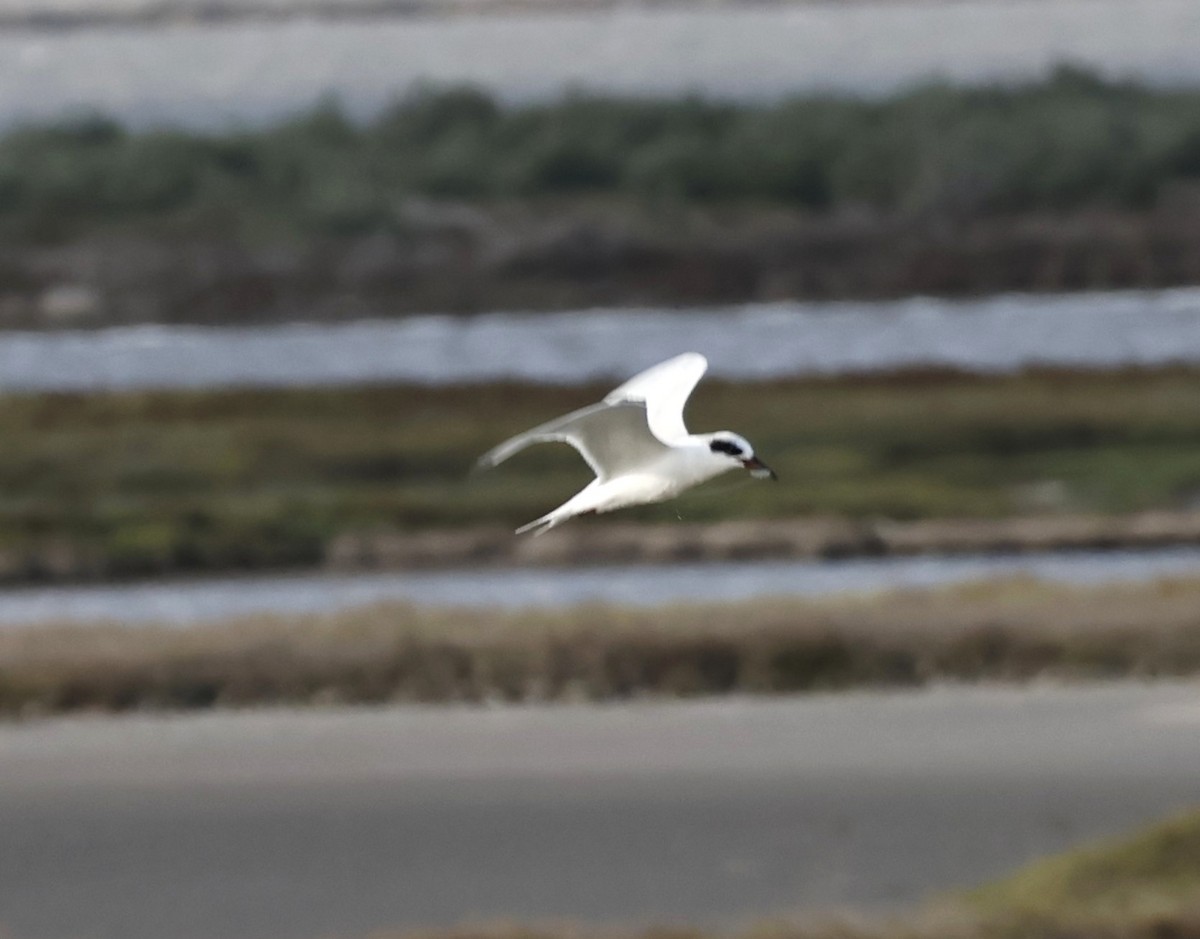 Forster's Tern - ML645603827
