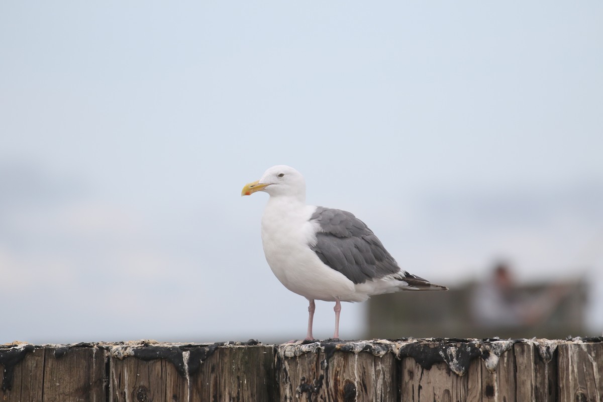 Western Gull - ML645603830