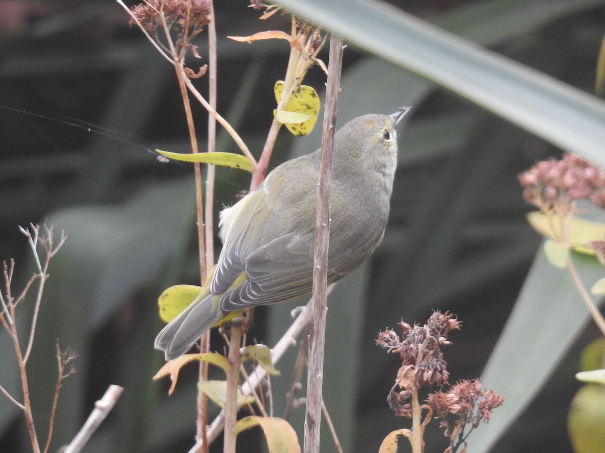 Orange-crowned Warbler - ML645603831