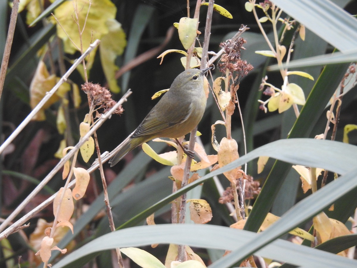 Orange-crowned Warbler - ML645603832