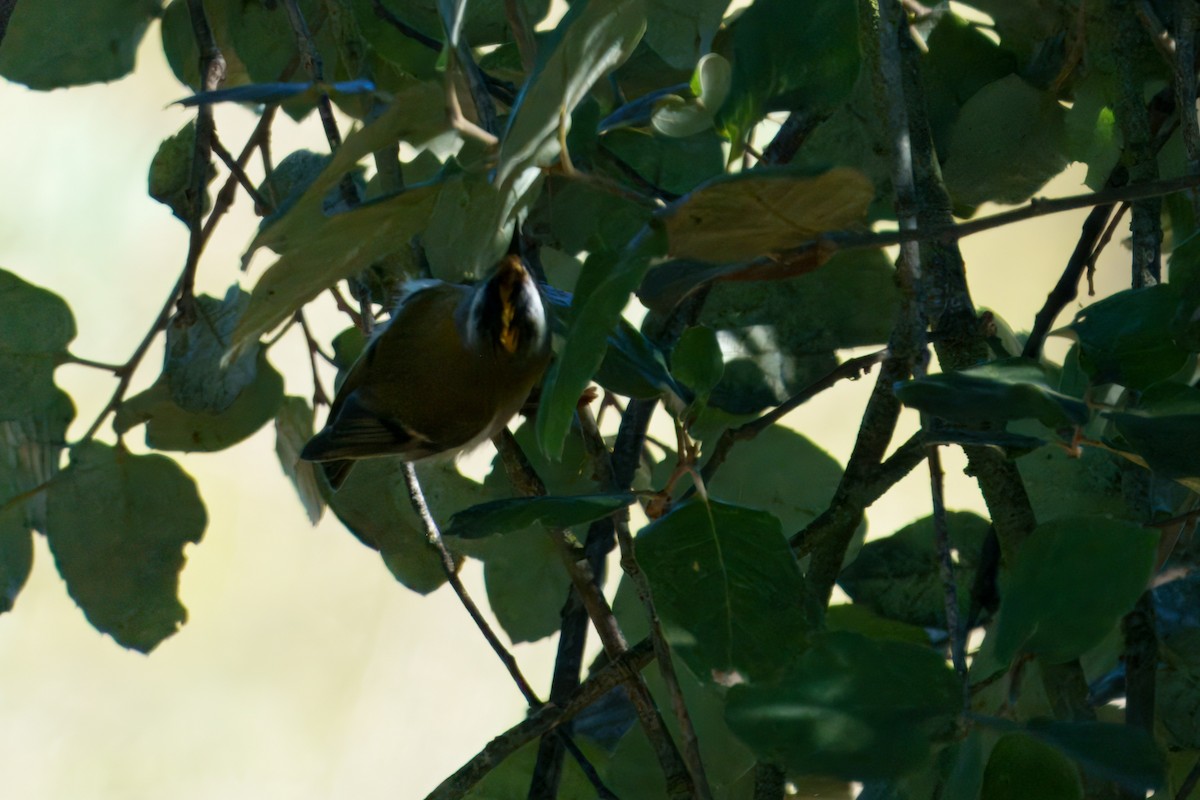 Common Firecrest - ML645603833