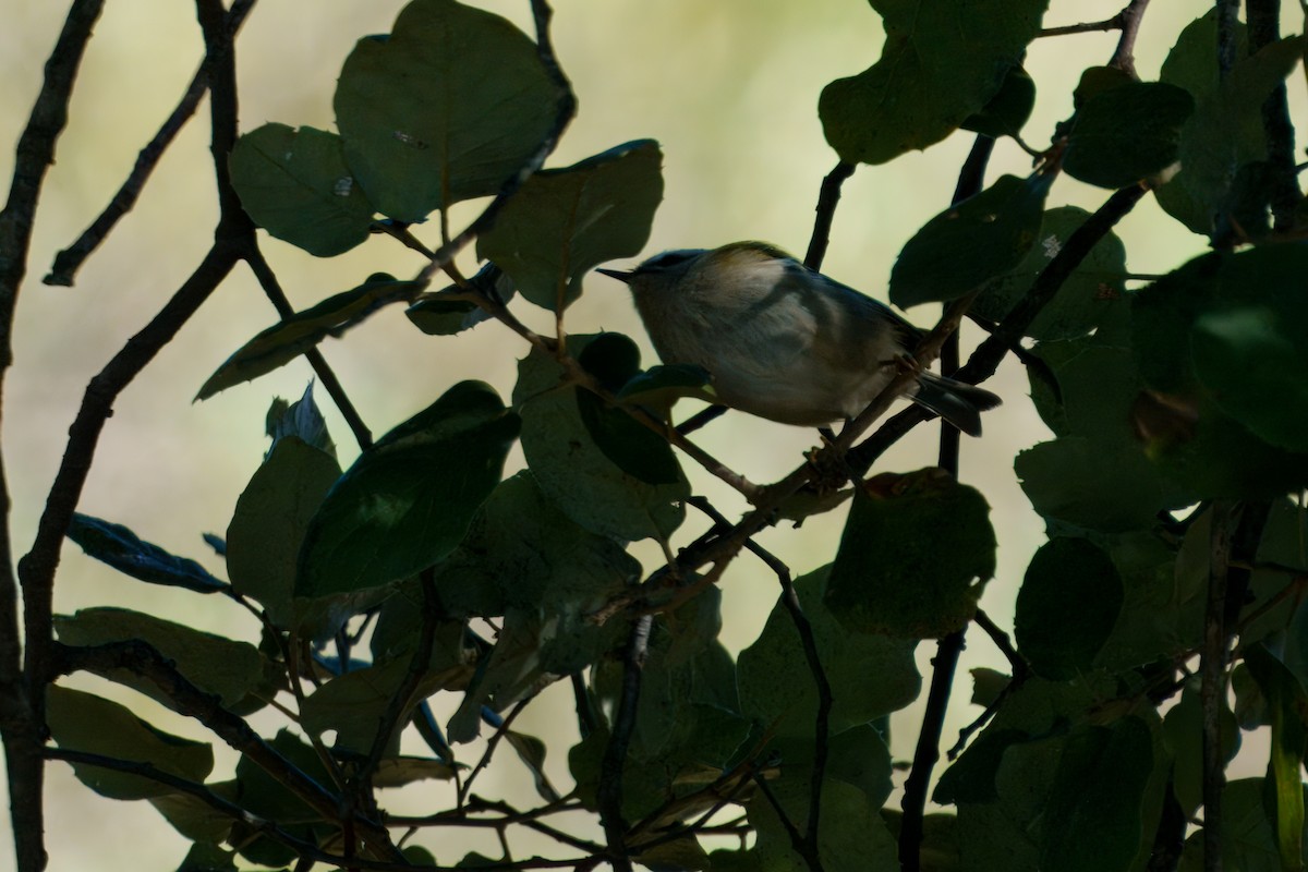 Common Firecrest - ML645603834