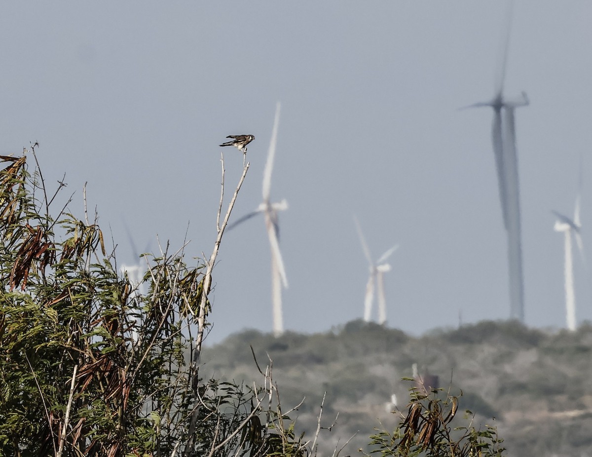 American Kestrel - ML645603835