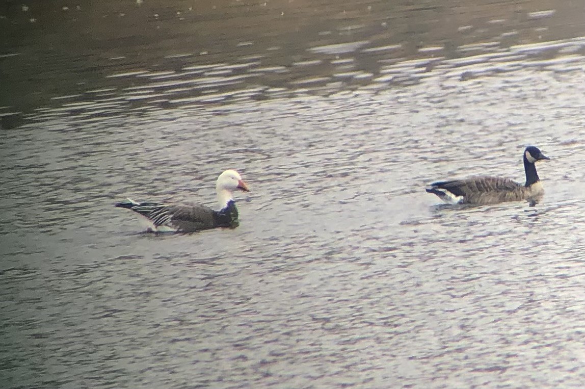 Snow Goose - ML645603837