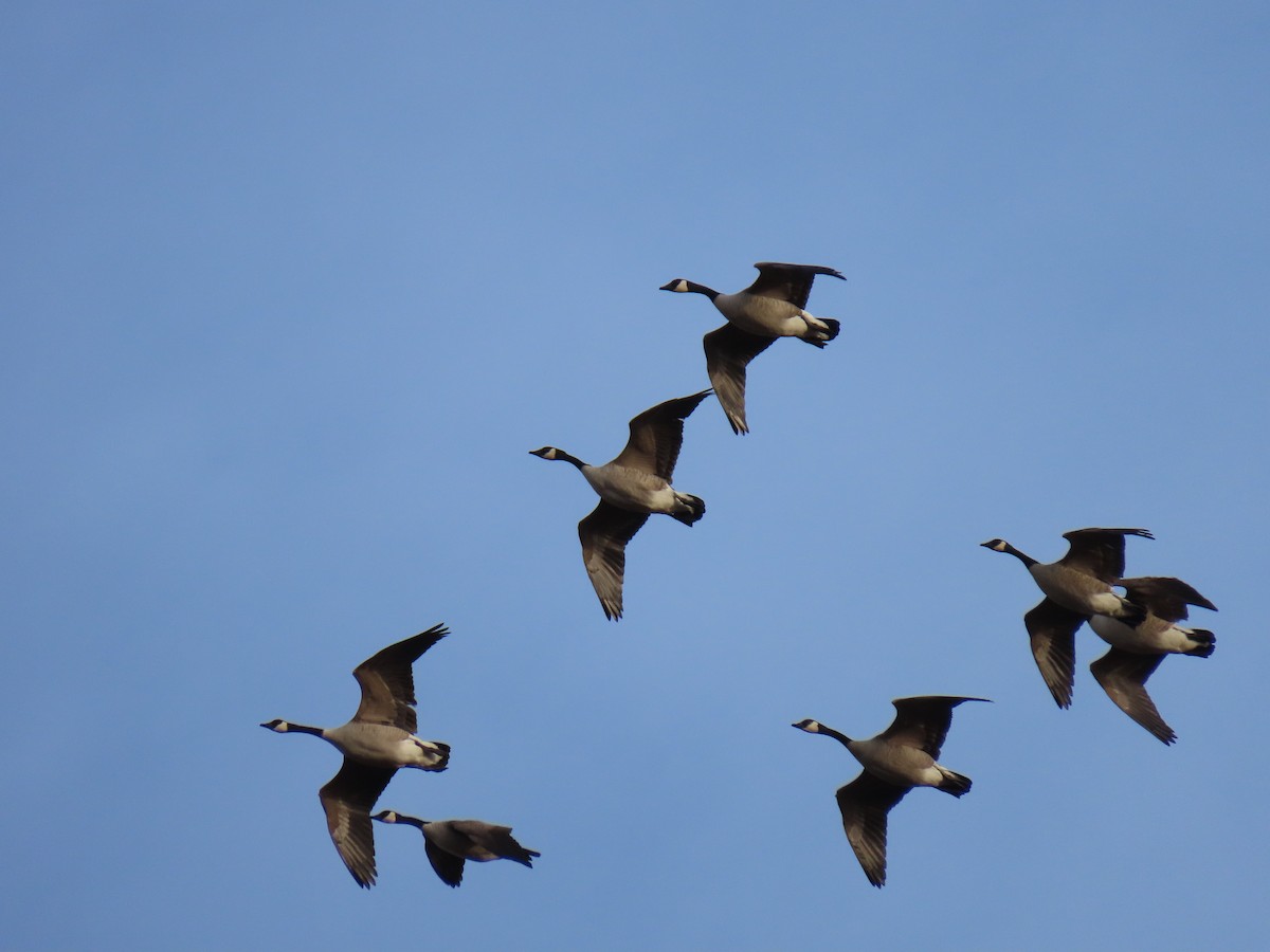 Canada Goose - ML645603838