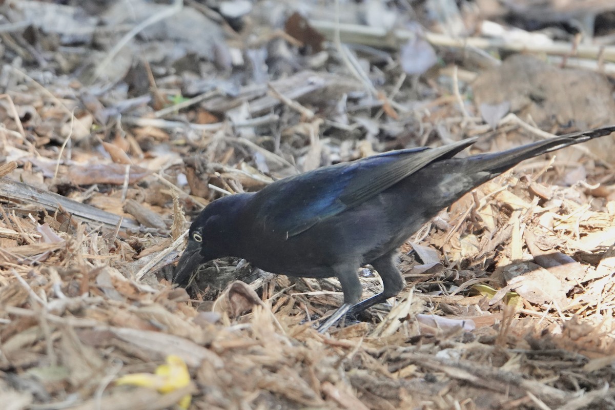 Common Grackle - ML645603839