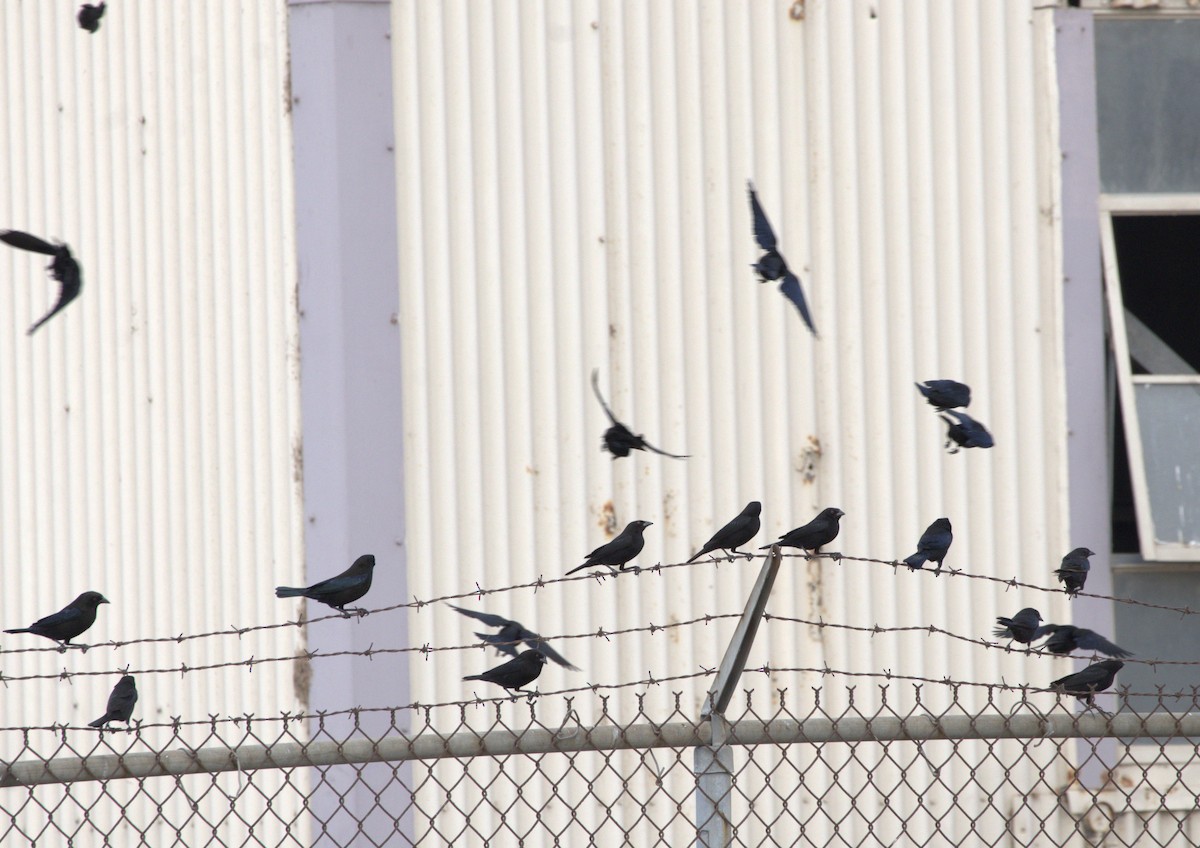 クロコウウチョウ - ML645603841