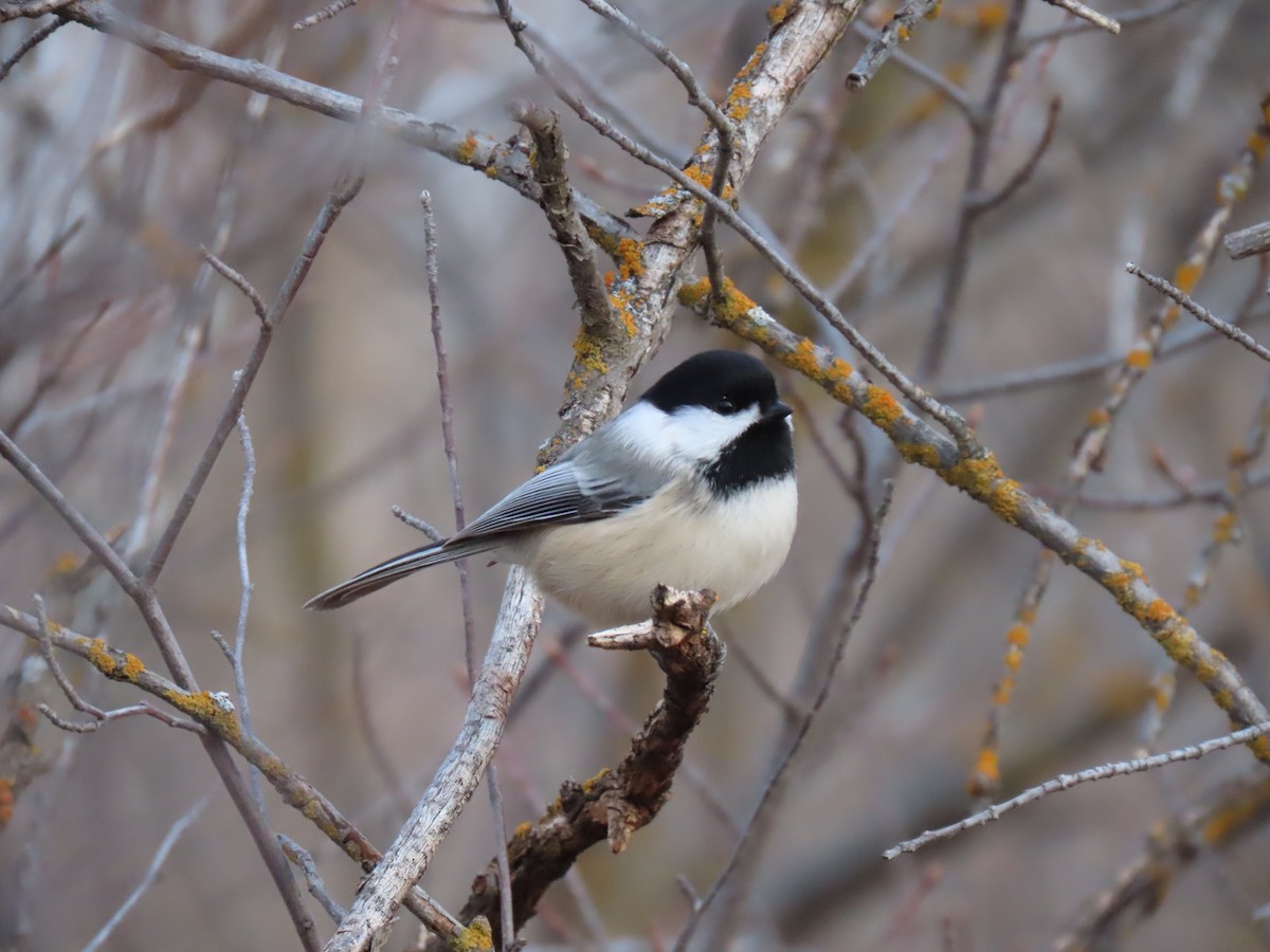 Black-capped Chickadee - ML645603842