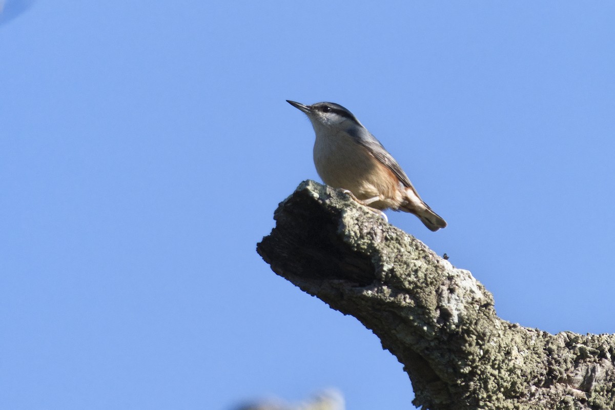 Garrapo eurasiarra - ML645603843