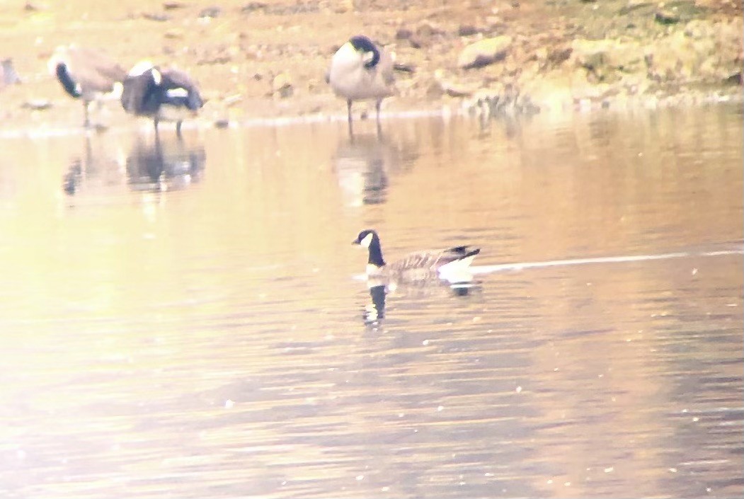 小加拿大雁 - ML645603844