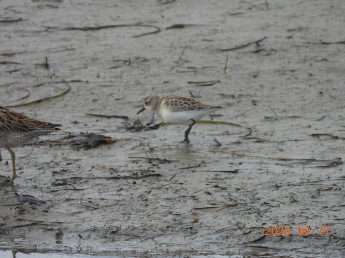 Semipalmated Sandpiper - ML645603845