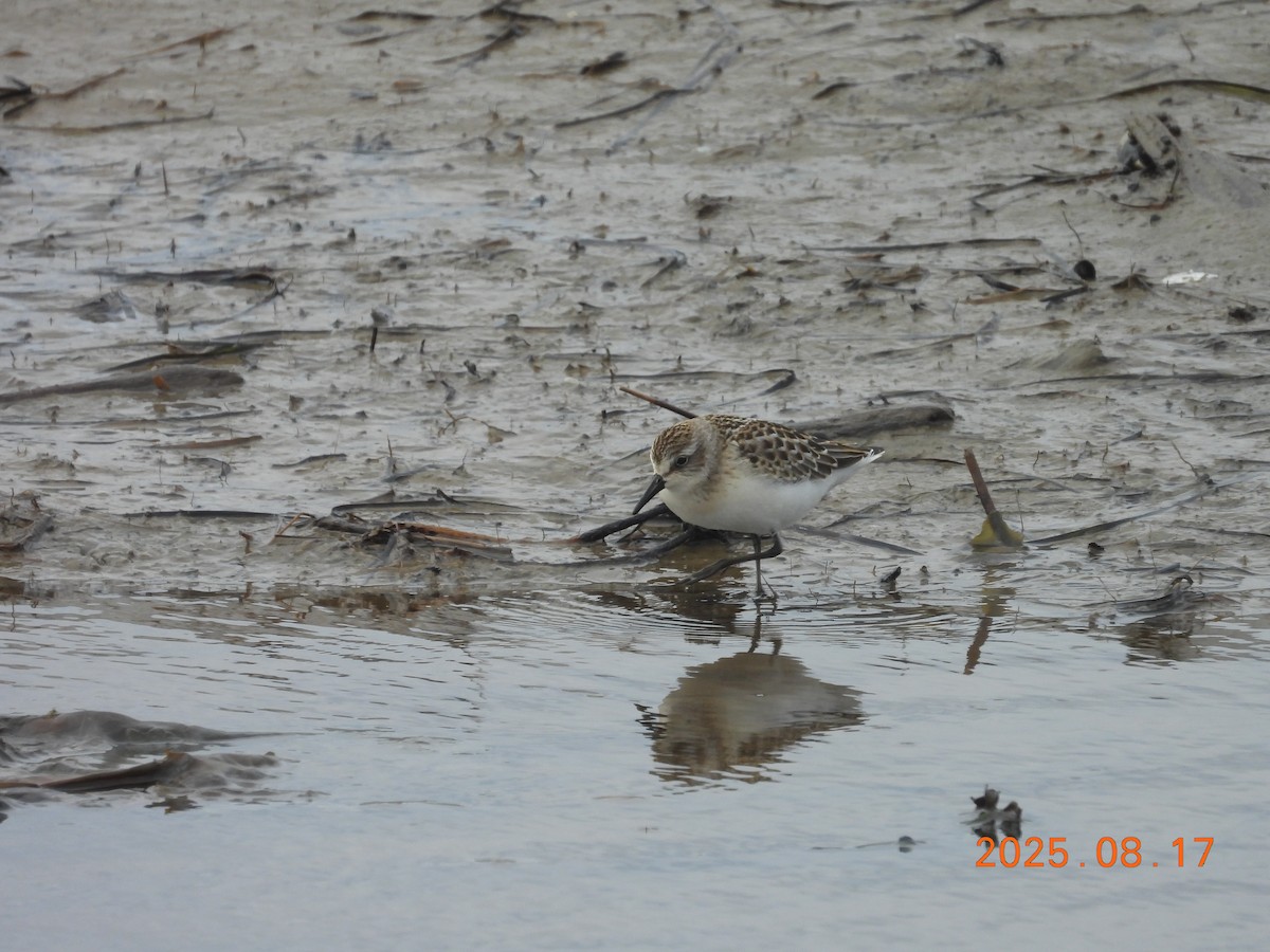 Semipalmated Sandpiper - ML645603846