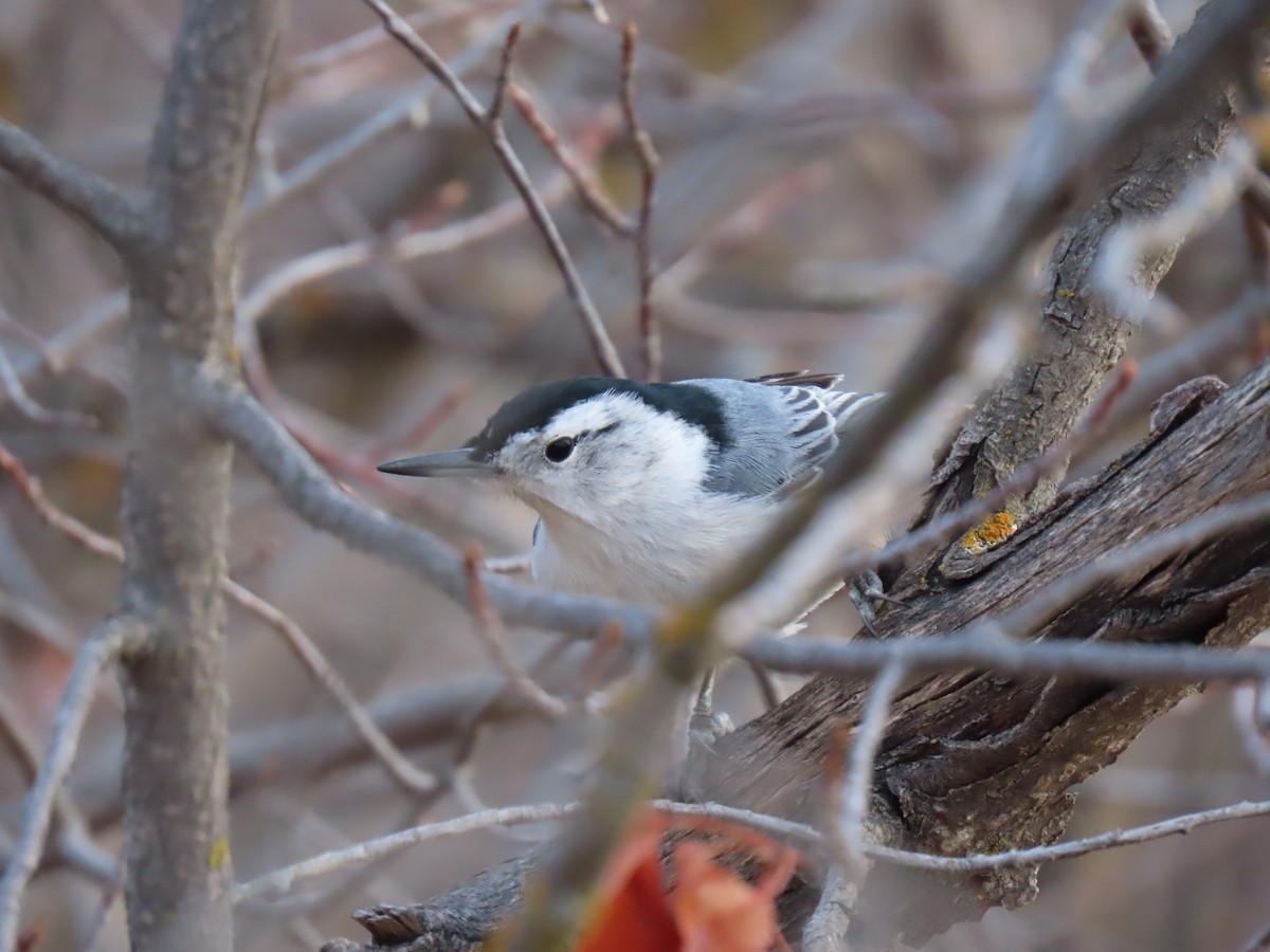White-breasted Nuthatch - ML645603847