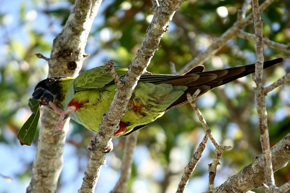 Nanday Parakeet - ML645603848